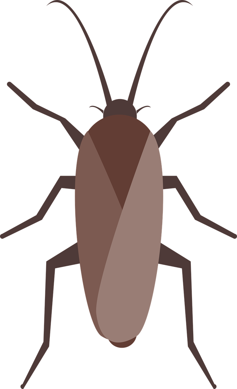 cockroach, insect, nature-7291324.jpg