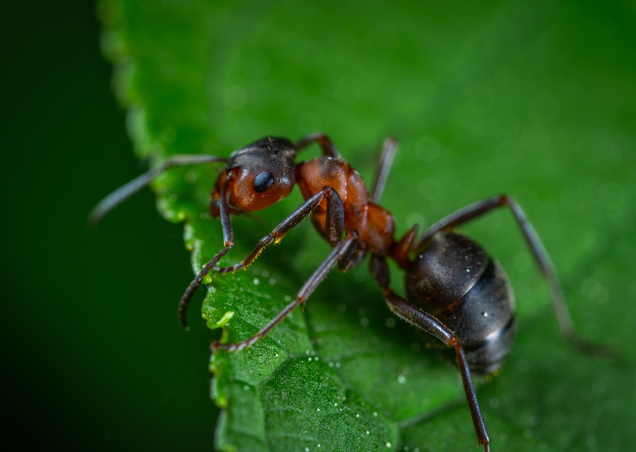 macro, insect, ant-3429627.jpg