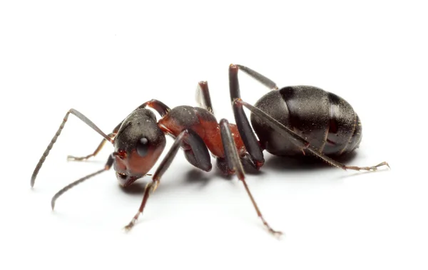 mravenec cerny