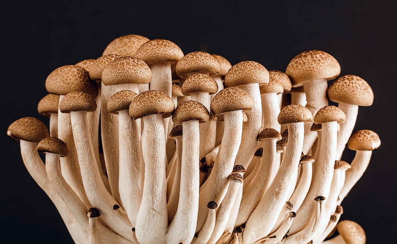 mushrooms, fungi, edible-389421.jpg