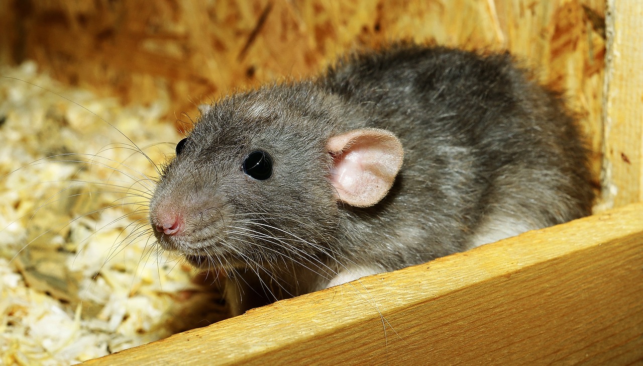 rat, female, color rat-3534317.jpg