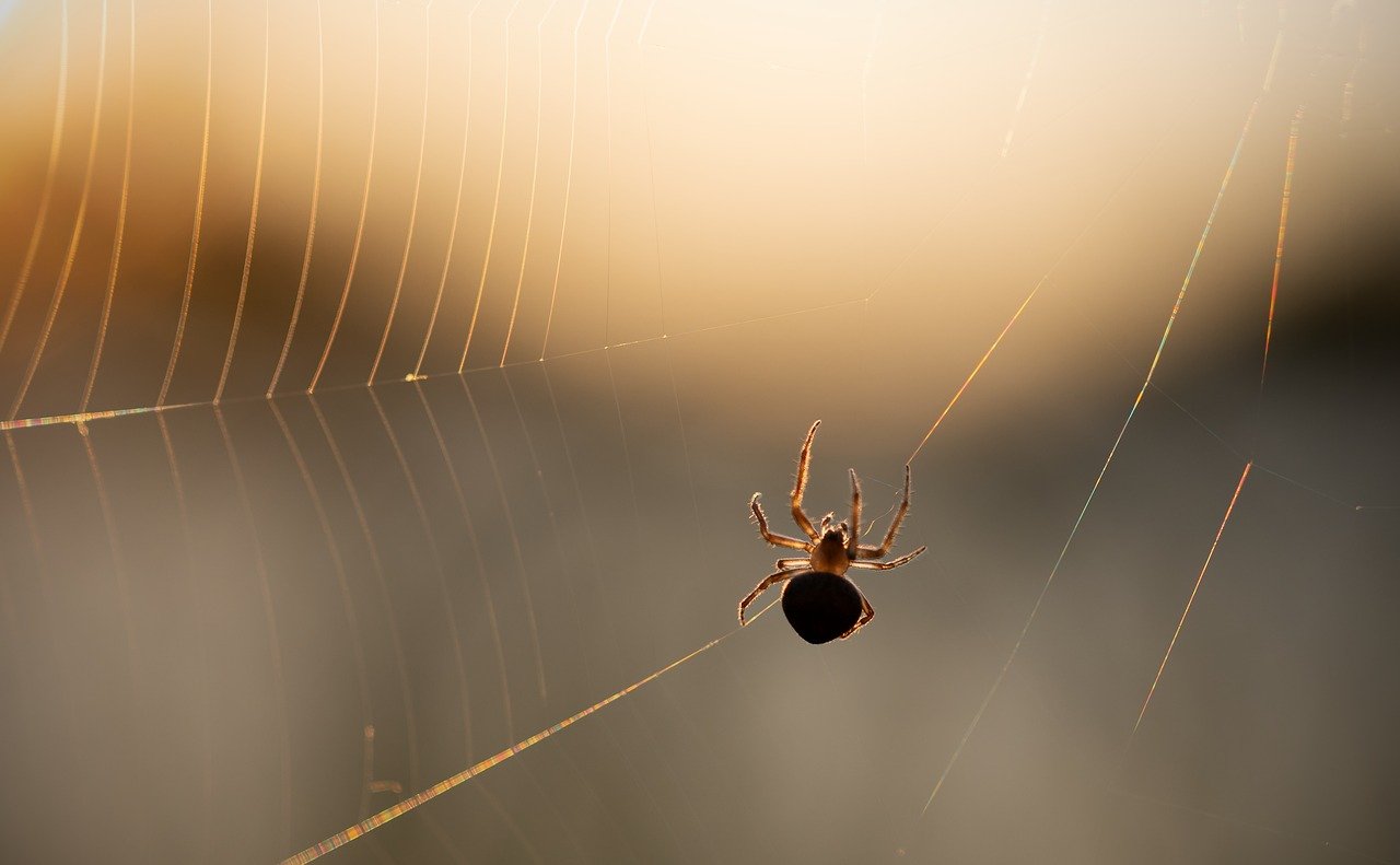 spider, spider web, web-8267790.jpg